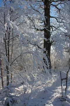 Old oak tree in winter forest on a sunny day.... old oak tree in winter fores Stock Photos