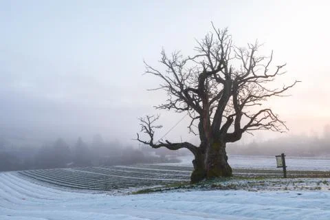 Old Oak Tree in winter landscape with fog. Mollestadeika. One of the largest oak Stock-Fotos