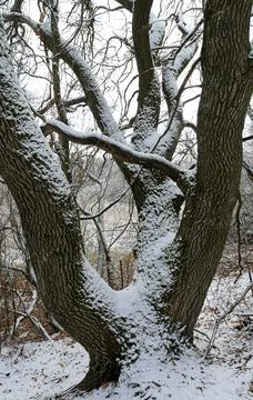 Old oak tree in winter park Stock-Fotos