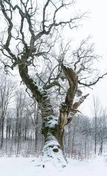 Old oak tree in winter Stock Photos