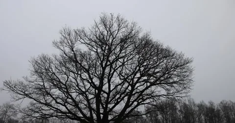 An old oak tree without leaves in the autumn season against the background of a Video stock 320377895