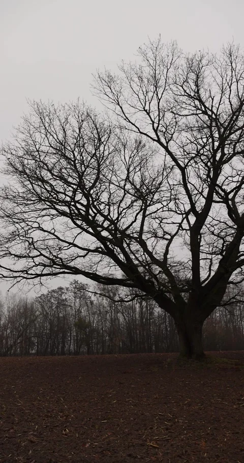 An old oak tree without leaves in the autumn season against the background of a Video stock 321376218