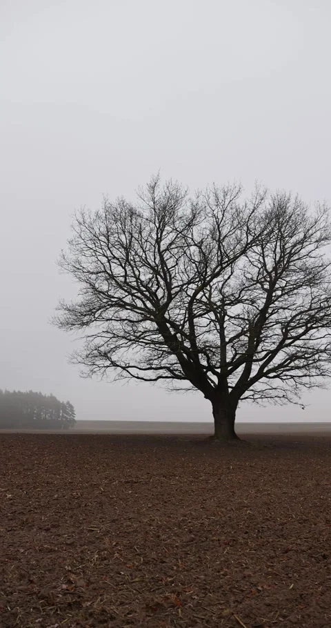 An old oak tree without leaves in the autumn season against the background of a Video stock 323041610