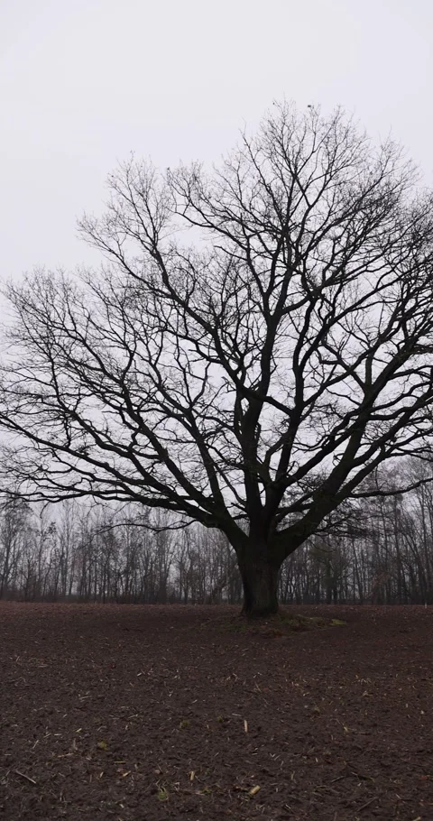 An old oak tree without leaves in the autumn season against the background of a Video stock 323779244