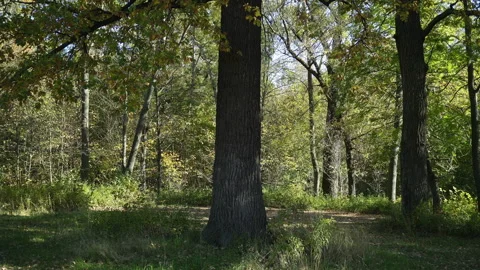 Old Oak Trees In An Abandoned Park iIn Autumn Weather. Stock-Footage 218749981