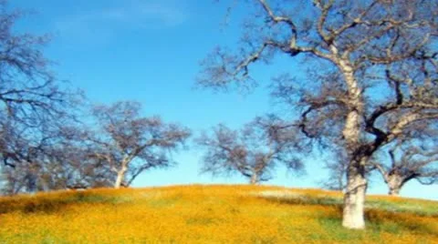 Old Oak Trees and Yellow Wild Flowers Vídeo Stock 10451866
