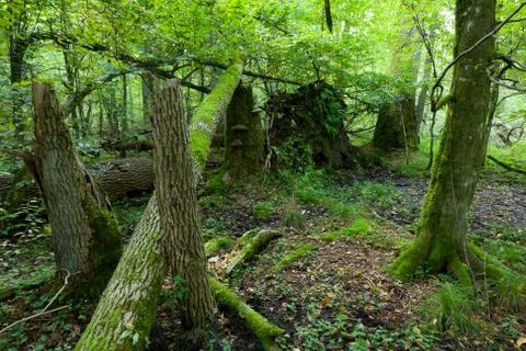 Old oak trees broken lying Stock Photos