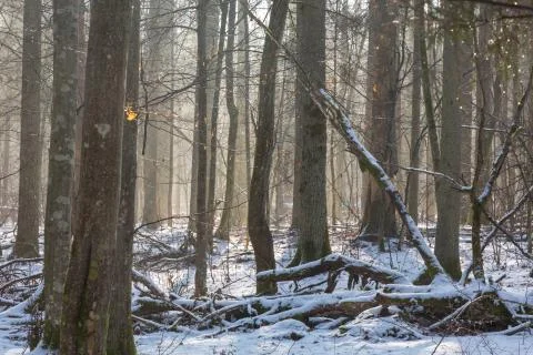 Old oak trees of deciduous stand in sunny winter day, Bialowieza Forest, Pola Stock Photos