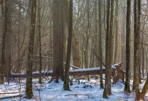 Old oak trees of deciduous stand in sunny winter day, Bialowieza Forest, Pola Stock Photos