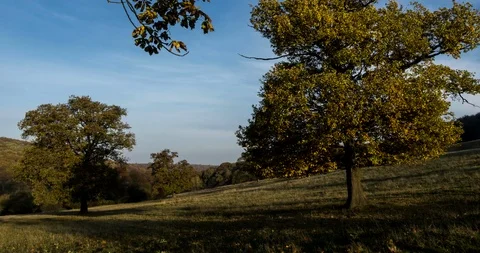 Old oak trees at sunset. Time lapse. Stock Footage 125430650