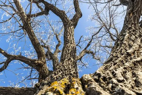 Old oak trunk Stock Photos