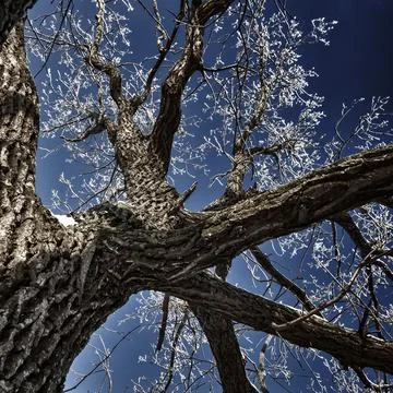 Old oak trunk Stock Photos