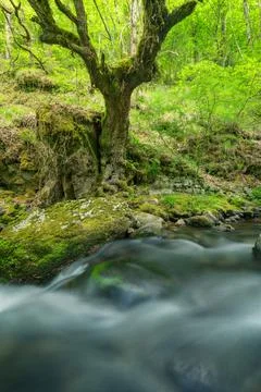Old oak with twisted thick roots on a rock next to a river Foto stock