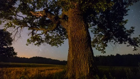 Old oak under starry sky Stock Footage 112767174