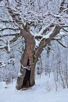 Old oak in winter Stock Photos