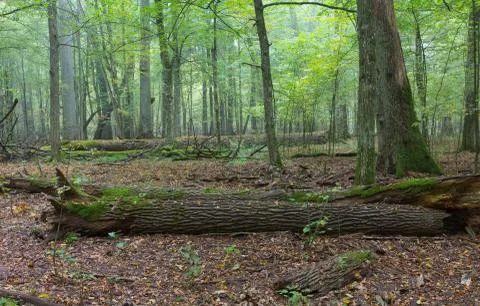 Old oaks in fall misty deciduous stand of Biaowieza Forest with old spruce tr Stock Photos