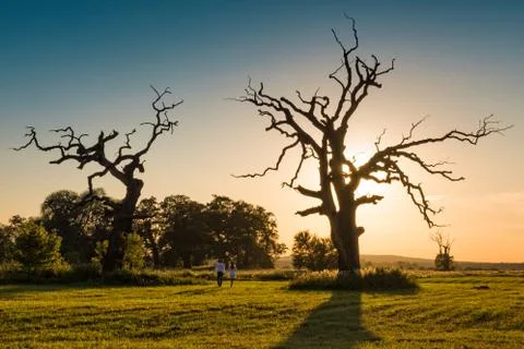 The Old Oaks Stock Photos