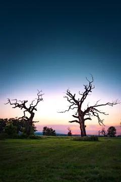 The Old Oaks Free Stock Photos