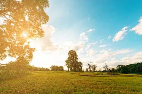 The Old Oaks Stock Photos