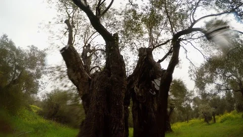 Old olive cropped tree close-up in the rain in a green winter garden bottom-up Stock Footage 81627006
