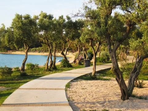 Old olive grove Stock-Fotos