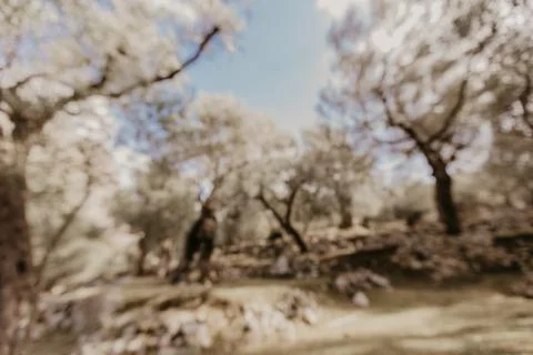 Old olive grove Foto stock