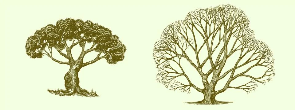 Old olive tree and bare oak tree drawing. Black and white hand drawn engraving Stock Illustration