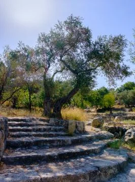 Old olive tree and stone staircase in the archeological park Ayalon. Israel Stock Photos