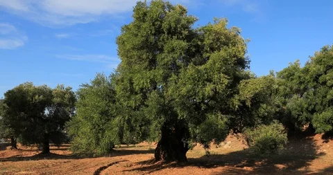 Old olive tree in the autumn. Wind shakes green tree branches Stock Footage 119130394