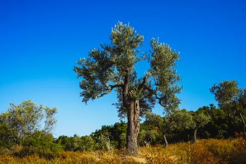 Old olive tree on a background of blue sky. Stock-Fotos