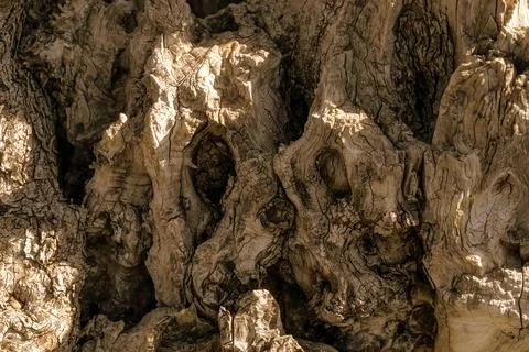 Old olive tree bark background for your design. Abstract natural wood texture Stock Photos