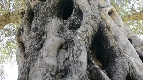 Old olive tree close up. Olive-tree background texture 库存影片 137771148