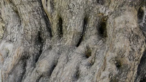 Old olive tree close up. Olive-tree background texture Видео 137771339