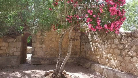 Old Olive Tree in Enclosed Stone-Walled Garden Stock Footage 77771585
