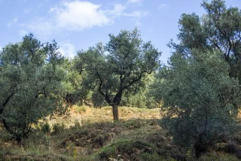 Old olive tree on the field Foto stock
