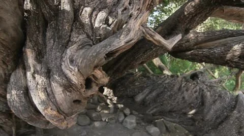 Old Olive Tree Stock-Footage 11492081