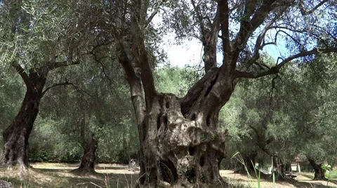 Old olive tree Video stock 41304593