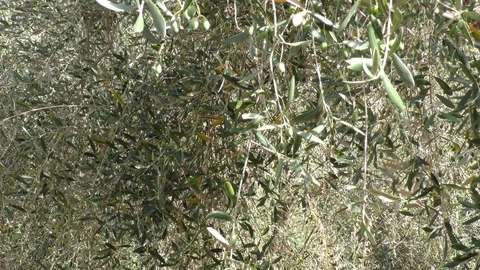 Old olive tree Stock Footage 104329490