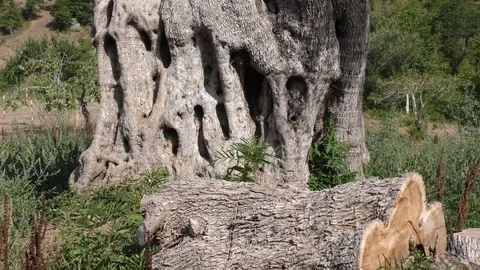 Old olive tree Stock Footage 104329608