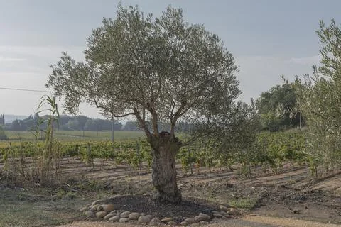 Old olive tree in front of a newly planted vineyard Stock Photos