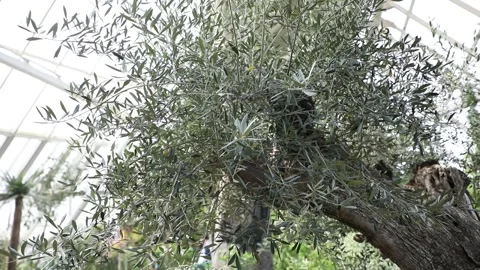 Old olive tree in garden Видео 306040408