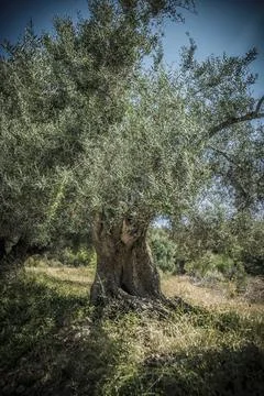 Old olive tree in Greece Stock Photos