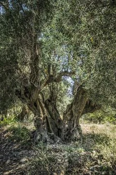 Old olive tree in Greece Stock Photos