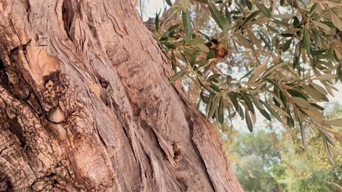 Old olive tree with green and black olives on the branches in the garden. Slow Stock Footage 197023064