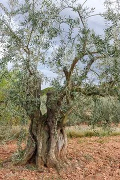 Old olive tree growing in arid field Stock Photos