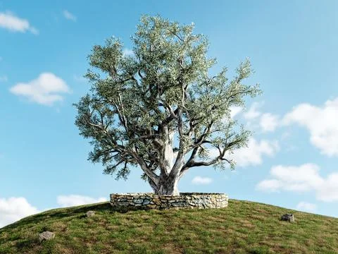 Old olive tree growing on a grassy hill Stock Illustration