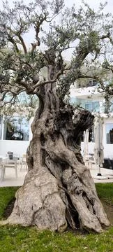 An old olive tree that has stood the test of time Foto stock