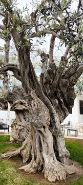 An old olive tree that has stood the test of time Stock Photos