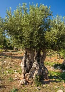 Old olive tree with knotty trunk, spreading branches in olive grove in Mallor Stock Photos