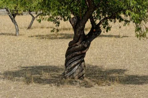 Old olive tree in Mallorca Stock Photos